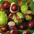 Chinese Buckeye Seed Extract Horse Chestnut Extract 98% Aescigenin